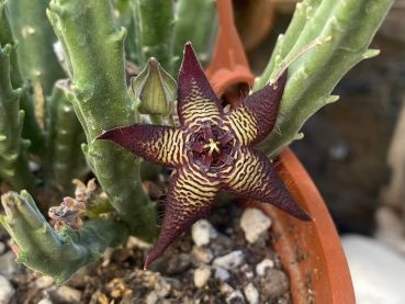 Stapelia cedrimontana